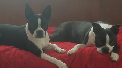 Living With A Special Needs Pup 2022 5 Pup