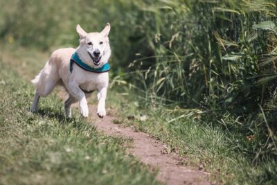 6 Ways CBD Can Increase Your Dog’s Fitness