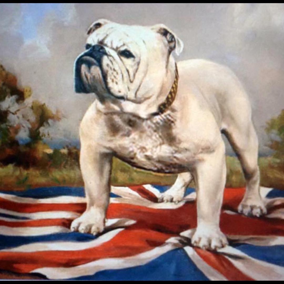 Bulldogs and collectibles Rebuilt nations