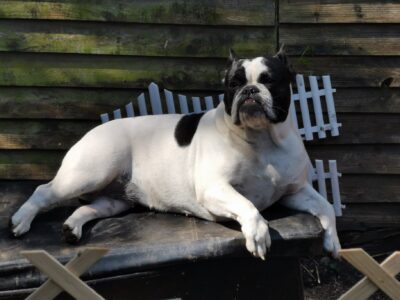 No1 bulldog website English-Boston Bulldog
