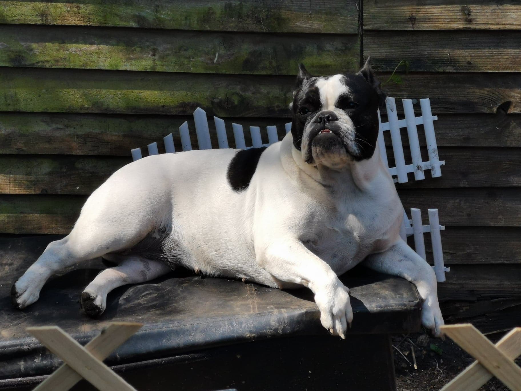 The English-Boston Bulldog here’s 7 things you didn’t know 5 English-Boston Bulldog