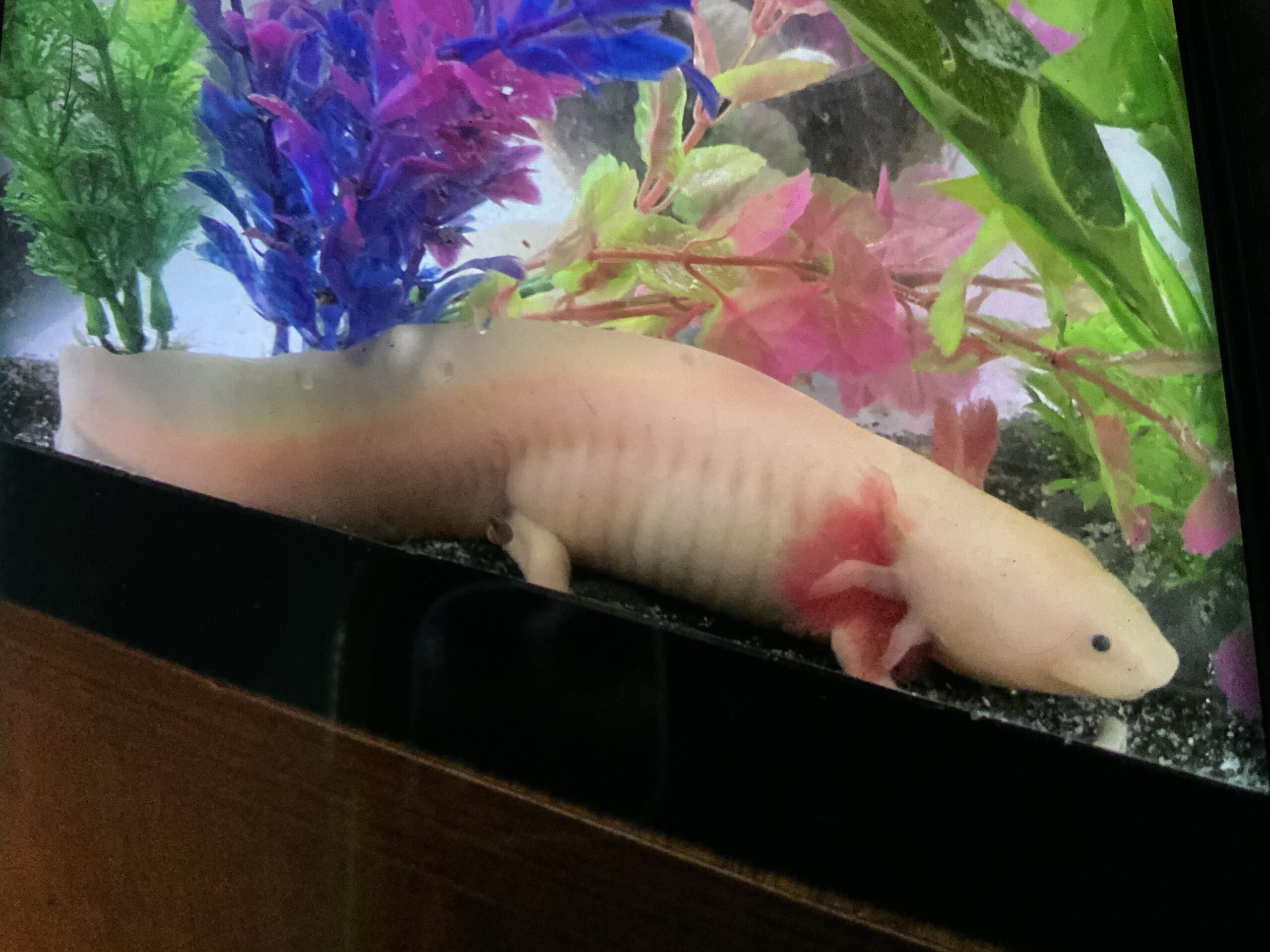 Lusting over my new Axolotl passion