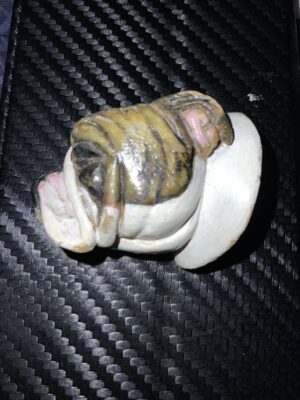Collectibulldogs blog 2022 the tail-end 15 Collectibulldogs blog 2022