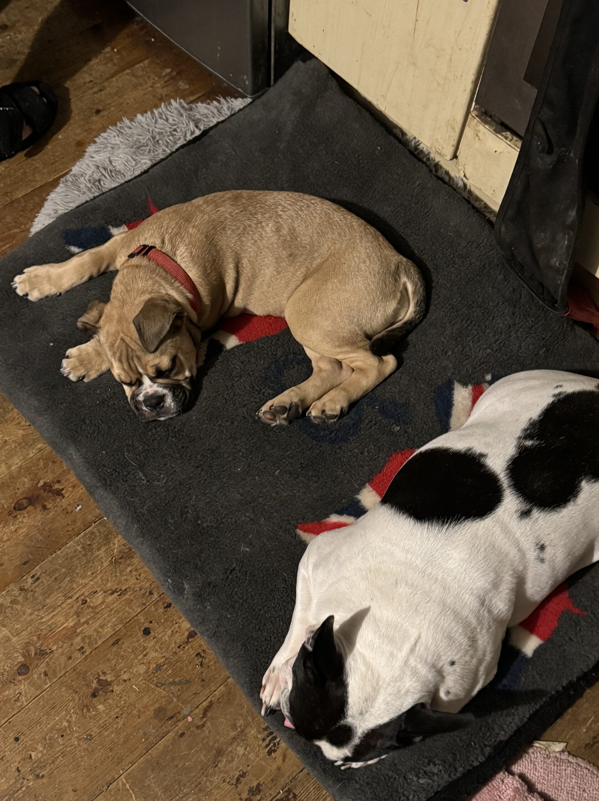 Enduring allure Bulldog Antiques and collectibles