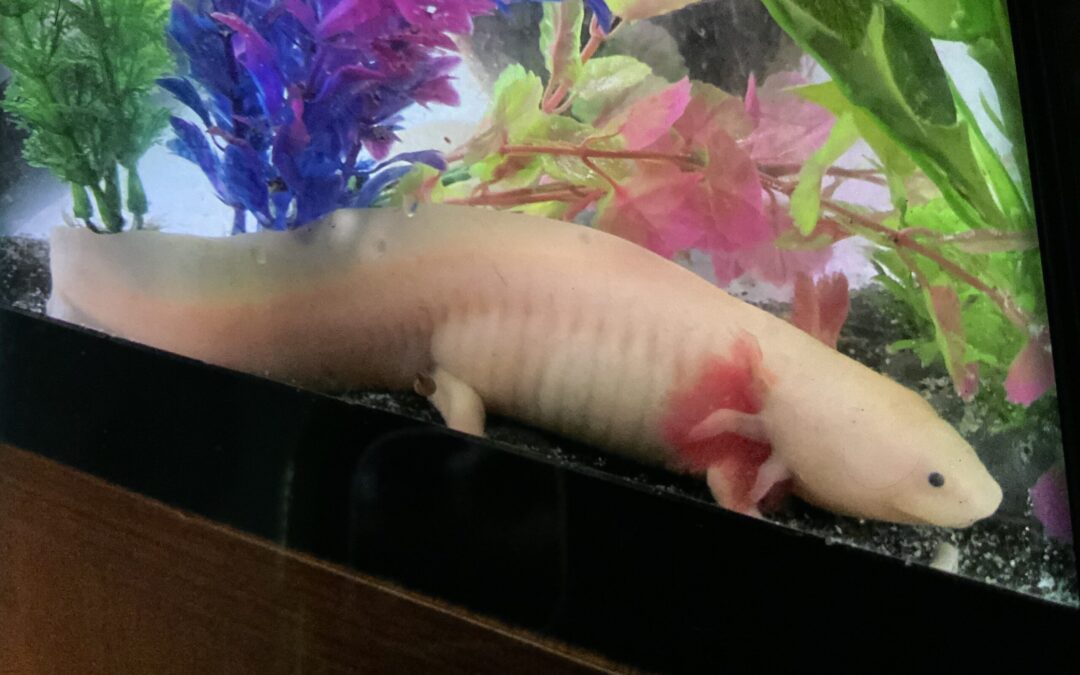 Lusting over my new Axolotl passion 2022